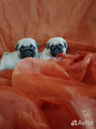 Щенки мопса мальчик
