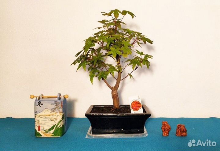 Бонсай Клен