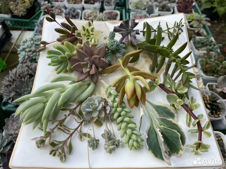 Суккуленты, набор