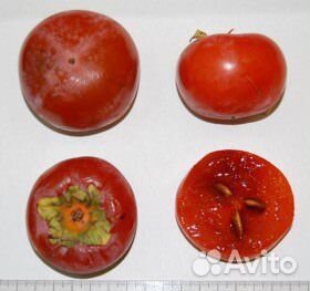 Саженцы Хурмы