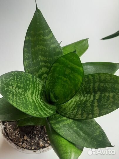 Сансевиерия ханни