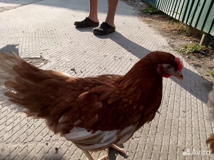 Куры молодки несушки