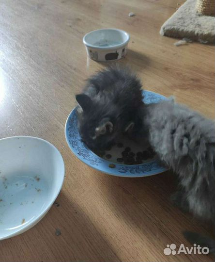 Сибирские котята