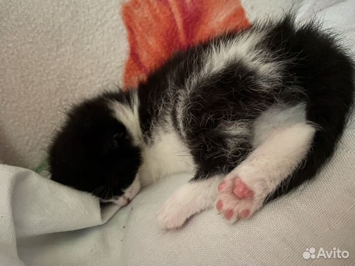 Котята бесплатнов добрые руки