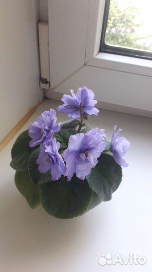 Фиалка в горшках