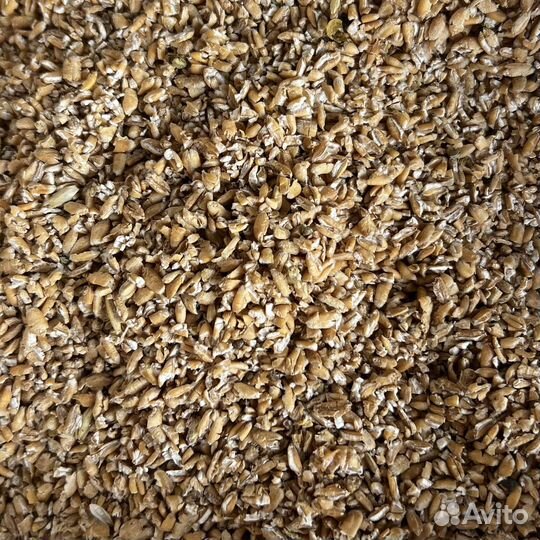 Зерно: пшеница, овёс, ячмень, кукуруза