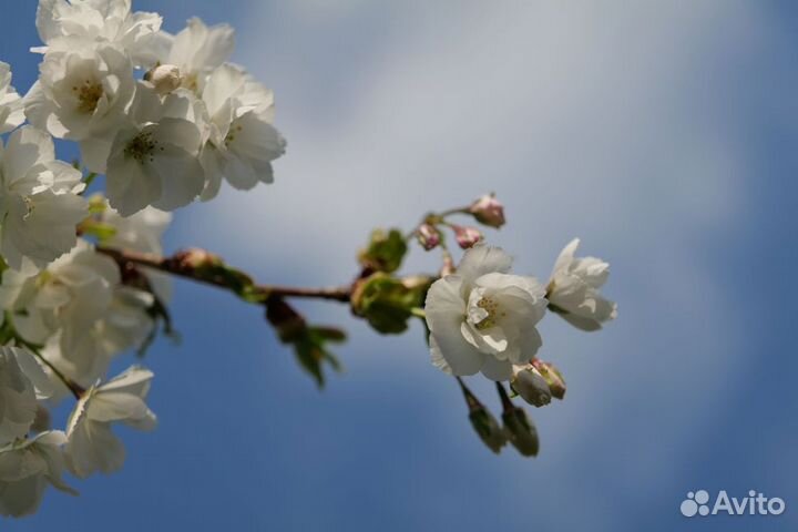 Объектив Panasonic Lumix S 24-105mm f/4 Macro