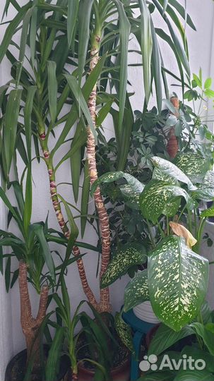 Комнатные цветы юкка