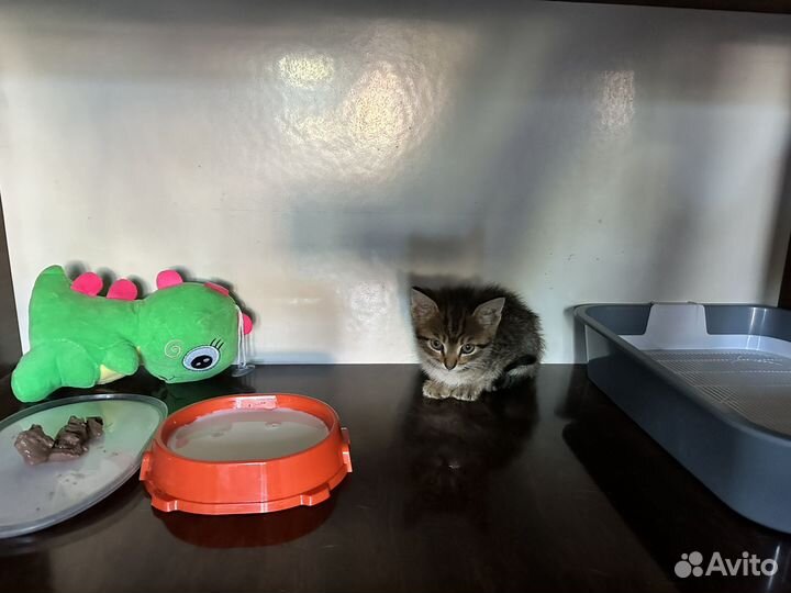Котики бесплатно