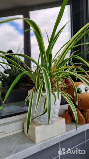 Хлорофитум полосатый