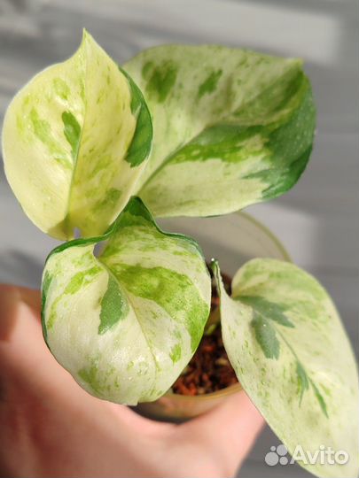 Эпипремнум Марбл Эппл (Marble Apple)