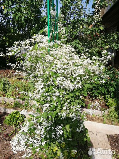 Георгина, клематис