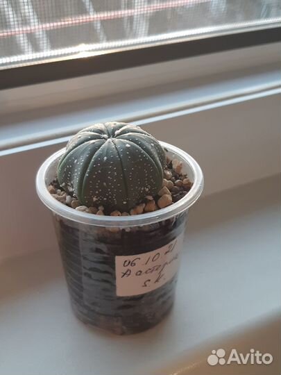 Кактусы. Турбиникарпус