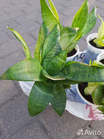 Сансевиерия