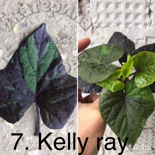 Ипомея батат