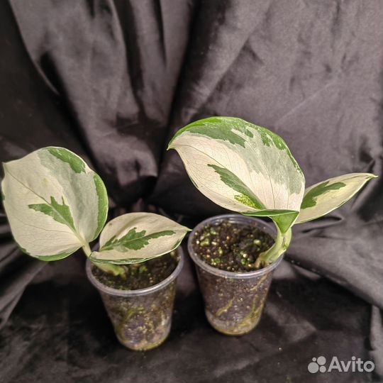 Эпипремнум марбл apple