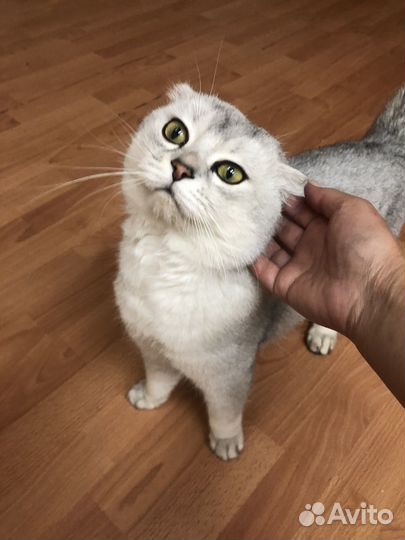 Британская кошка и кот