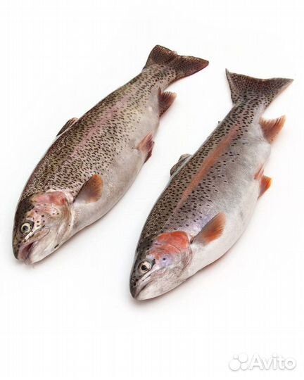 Рыба свежемороженая