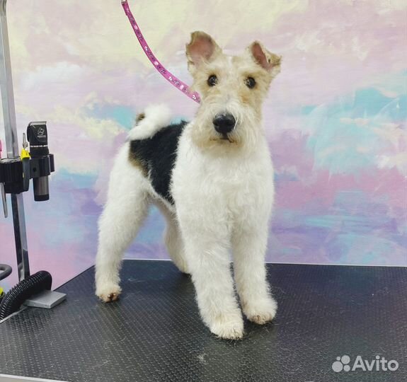 Стрижка, мытьё, сушка, груминг, зоосалон