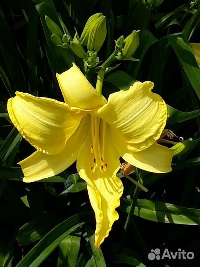 Лилейник Цитрин