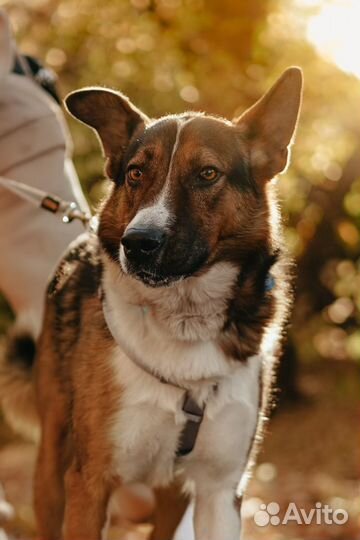 Большой, красивый и добрый Мартин