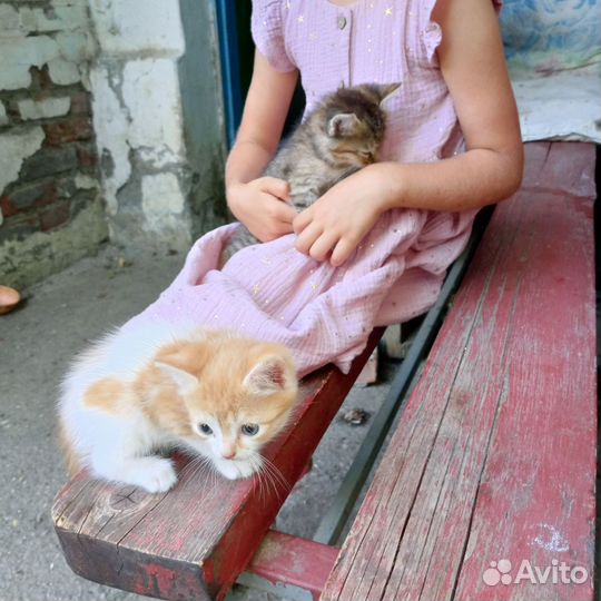 Отдам в добрые руки котят