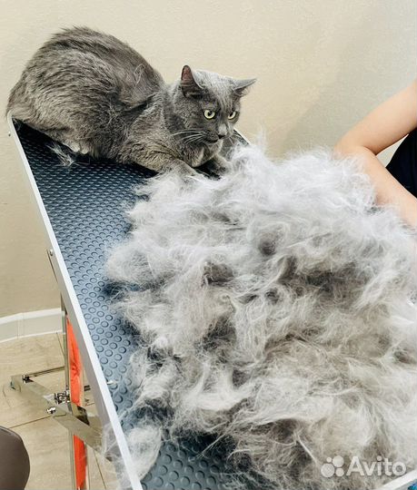 Услуги грумера