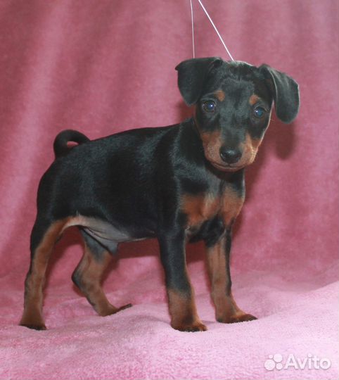 Мальчик карликового пинчера