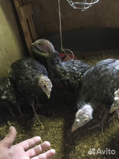 Фазанята,индюшата и цыплята