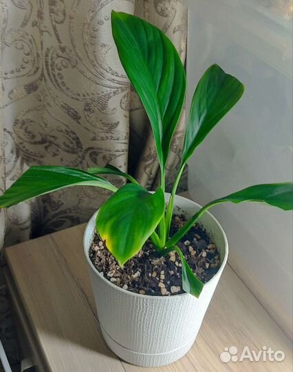 Спатифиллум Каннолистный