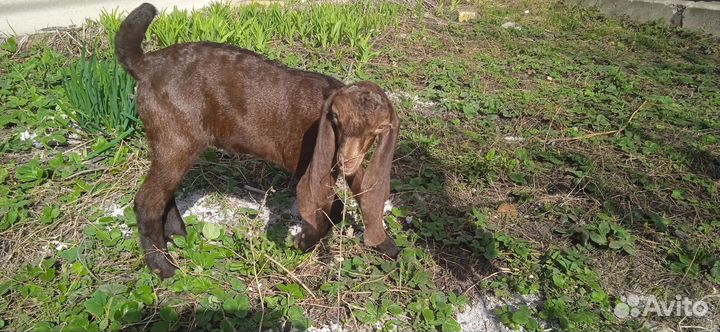 Козы дойные Камори 50%