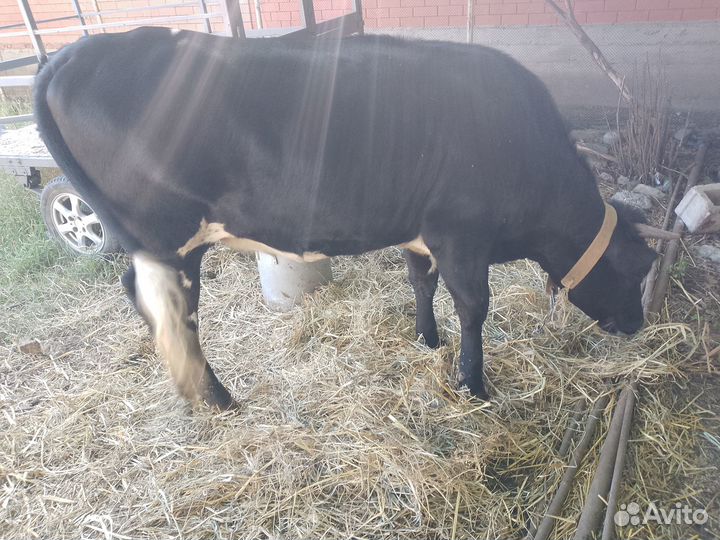 Продаëтся тëлка