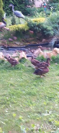 Подсадные утки