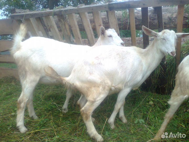 Козлята