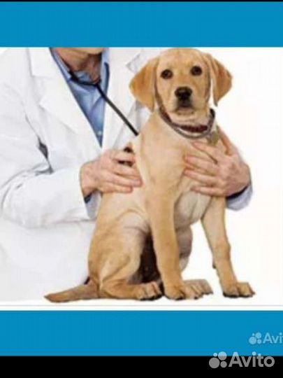 Ветеринарный врач на дом. Усыпление Круглосуточно