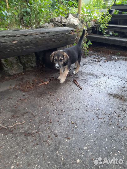 Щенок в добрые руки, девочка