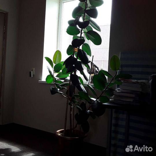 Комнатные цветы