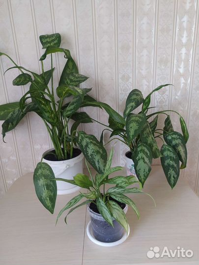 Комнатные растения