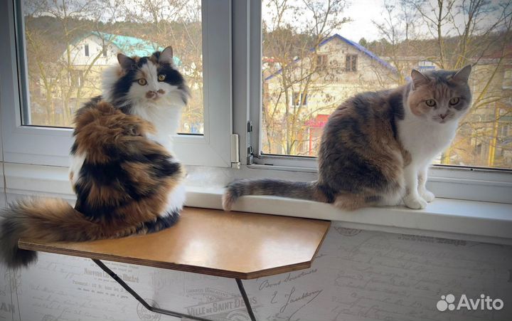 Кошечка в добрые руки