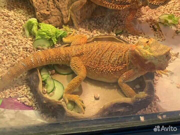 Бородатая агамы