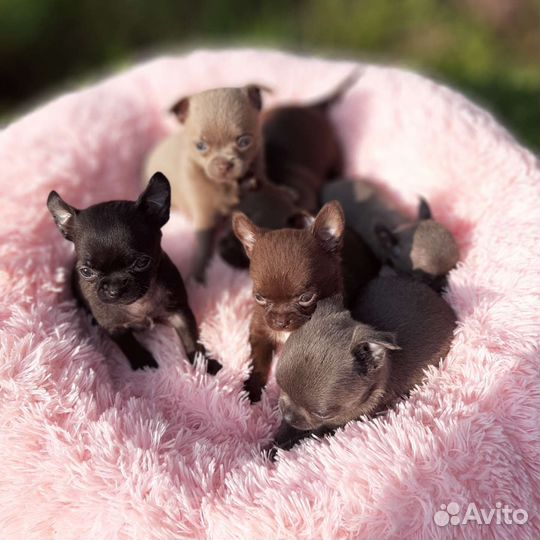 Цветные малыши чихуахуа