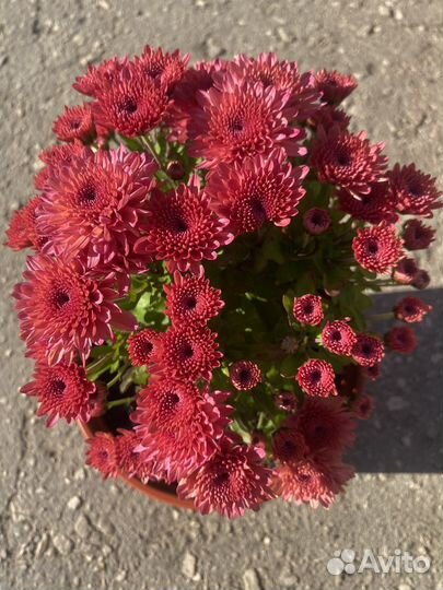 Хризантема корейская, мультифлора