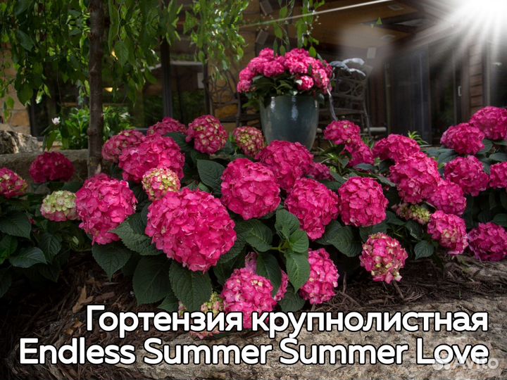 Гортензии – модные сорта – евросаженцы