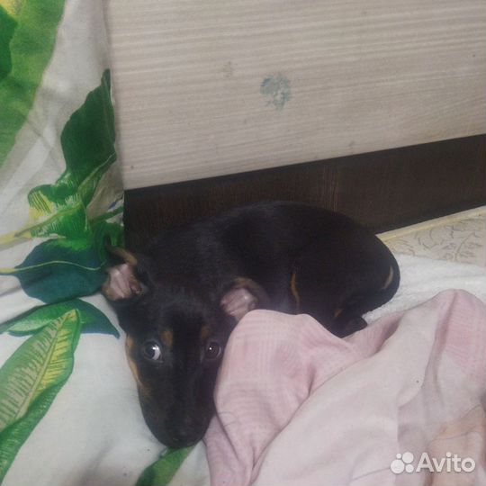 Той-такса
