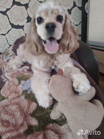 Передержка животных