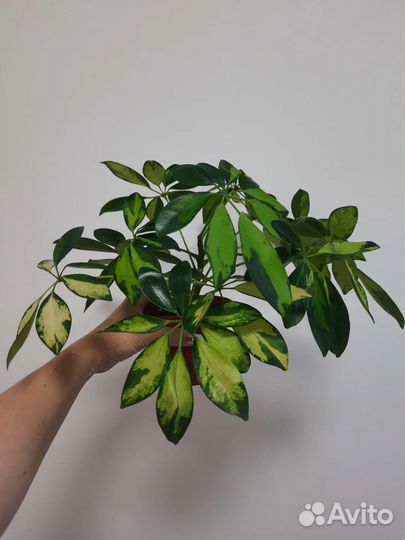 Комнатные растения