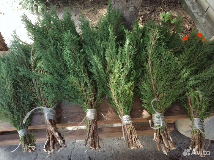 Веники Можжевеловые
