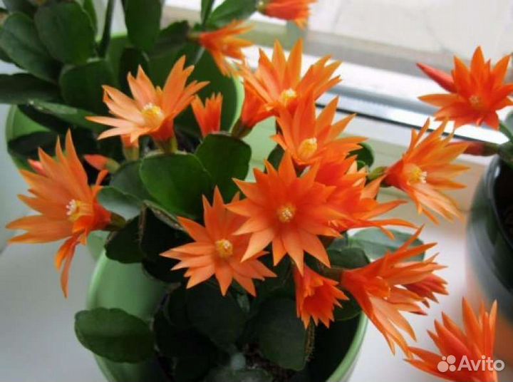 Шлюмбергеры, декабристы, рипсалидопсис