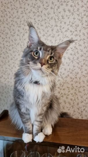 Вязка мейн кун