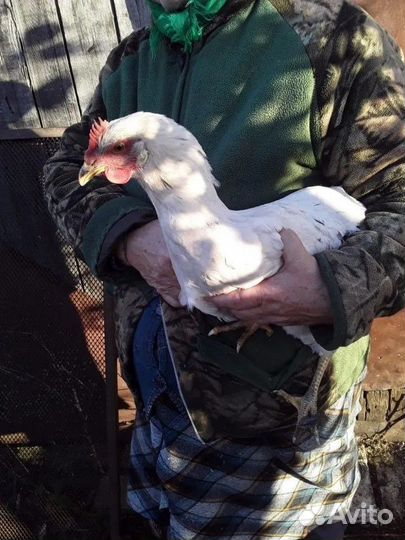 Куры молодки (домашние)